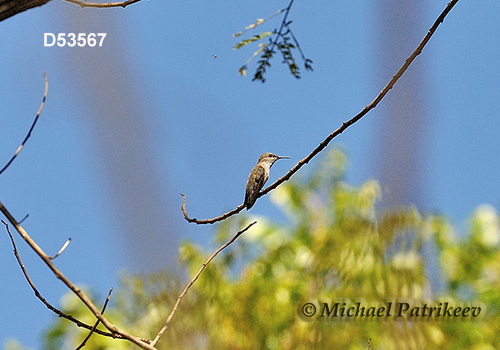 Vervain Hummingbird (Mellisuga minima)